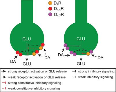 Functional and pharmacological role of the dopamine D4 receptor and its polymorphic variants